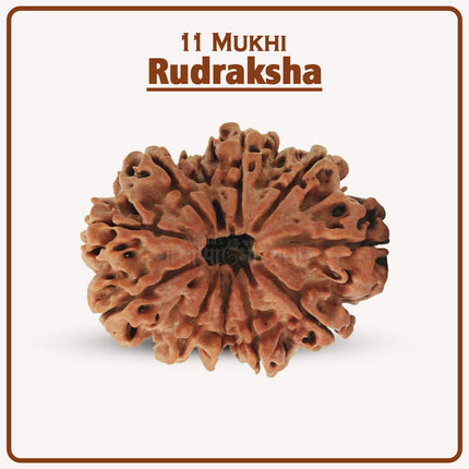 Original 11 Mukhi Rudraksha Bead | Eleven Face Rudraksha Symbol of Lord Hanuman for Courage, Protection & Spiritual Growth