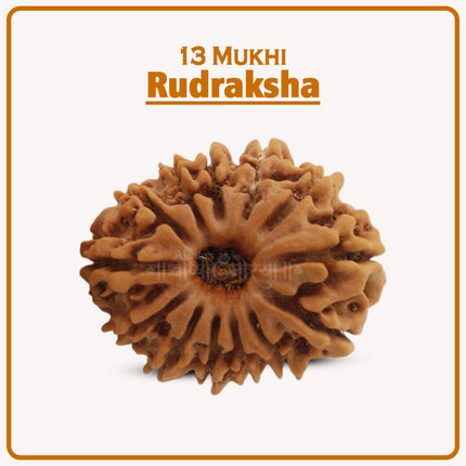 Original 13 Mukhi Rudraksha Bead | Thirteen Face Rudraksha Symbol of Lord Indra for Leadership, Protection & Prosperity