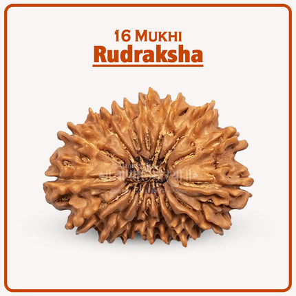 16 Mukhi Rudraksha Original16 Face Rudrakshaa Sixteen Mukhi Rudraksha Jai Rudraksha of Lord Mahamrityunjaya for Protection, Courage & Fearlessness