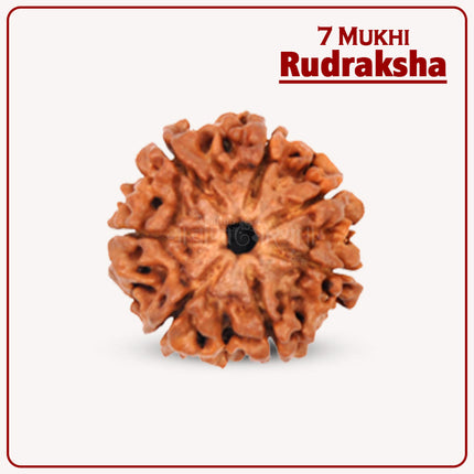 7 Mukhi Rudraksha – Blessed by Goddess Mahalakshmi | Authentic 18-20mm Nepalese Rudraksha for Wealth, Prosperity & Good Fortune | Spiritual Bead for Success & Positive Energy