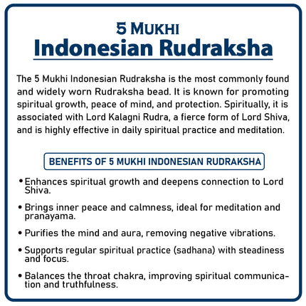 Five Mukhi Rudraksha (Indonesia) – Rare Pentafaced Bead of Lord Shiva Five Face Rudraksha Small Bead Indonesia Rudraksha Panch Mukhi Rudraksha for Health, Energy & Protection