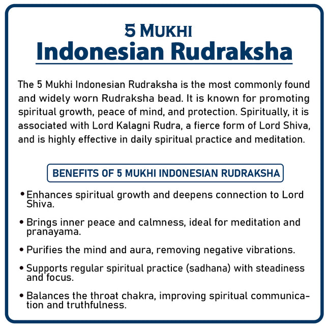 Five Mukhi Rudraksha (Indonesia) – Rare Pentafaced Bead of Lord Shiva Five Face Rudraksha Small Bead Indonesia Rudraksha Panch Mukhi Rudraksha for Health, Energy & Protection