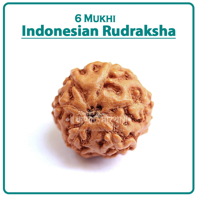 Six Mukhi Rudraksha (Indonesia) – Rare Hexa-Faced Bead of Lord Kartikeya for Willpower & Confidence