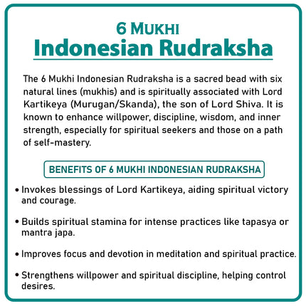 Six Mukhi Rudraksha (Indonesia) – Rare Hexa-Faced Bead of Lord Kartikeya for Willpower & Confidence
