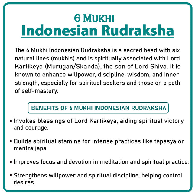Six Mukhi Rudraksha (Indonesia) – Rare Hexa-Faced Bead of Lord Kartikeya for Willpower & Confidence