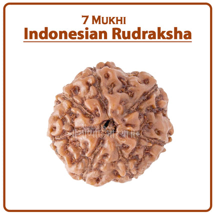 Seven Mukhi Rudraksha (Indonesia) – Big Rare Bead of Goddess Mahalaxmi for Wealth, Success & Spiritual Energy