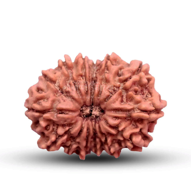 14 Mukhi Rudraksha Bead from Indonesia | Rare Fourteen-Faced Rudraksha for Protection, Intuition, Courage & Spiritual Awakening