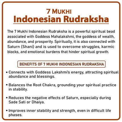 Seven Mukhi Rudraksha (Indonesia) – Big Rare Bead of Goddess Mahalaxmi for Wealth, Success & Spiritual Energy