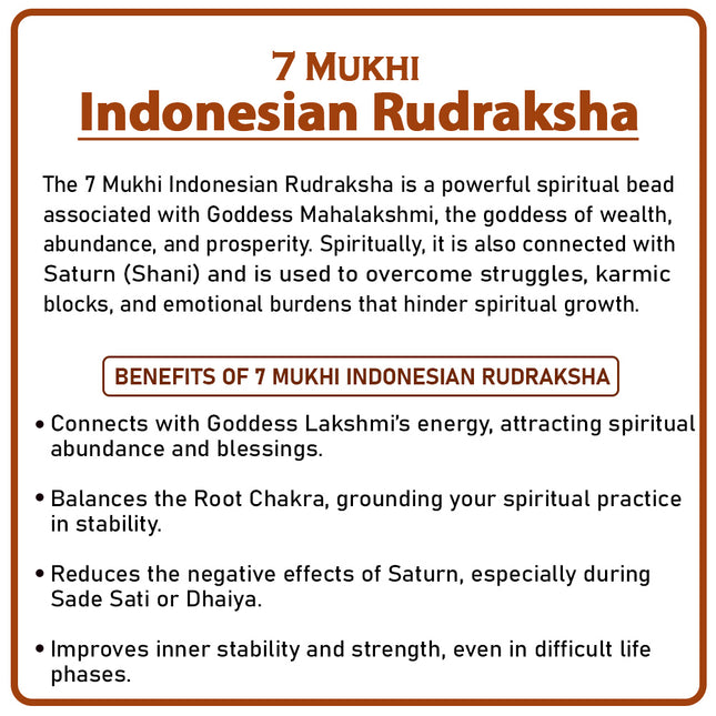 Seven Mukhi Rudraksha (Indonesia) – Big Rare Bead of Goddess Mahalaxmi for Wealth, Success & Spiritual Energy