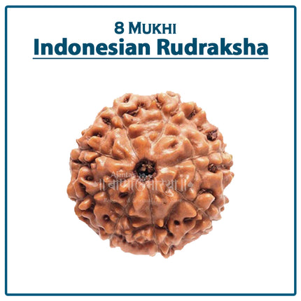 Eight Mukhi Rudraksha (Indonesia) – Rare Eight-Faced Bead of Lord Ganesha for Success, Prosperity & Wisdom