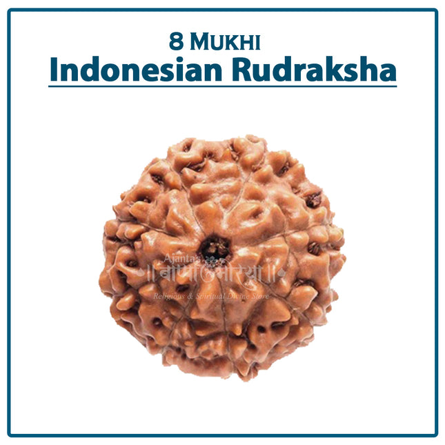 Eight Mukhi Rudraksha (Indonesia) – Rare Eight-Faced Bead of Lord Ganesha for Success, Prosperity & Wisdom