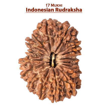 17 Mukhi Rudraksha Bead from Indonesia  Seventeen-Faced Rudraksha