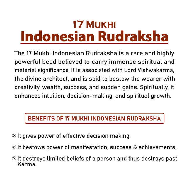 17 Mukhi Rudraksha Bead from Indonesia  Seventeen-Faced Rudraksha