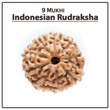 9 Mukhi Indonesia Rudraksha Bead | Powerful Nine-Faced Rudraksha for Spiritual Growth, Wealth & Protection