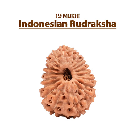 19 Mukhi Rudraksha Bead from Java (Indonesia)