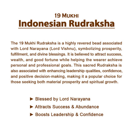 19 Mukhi Rudraksha Bead from Java (Indonesia)