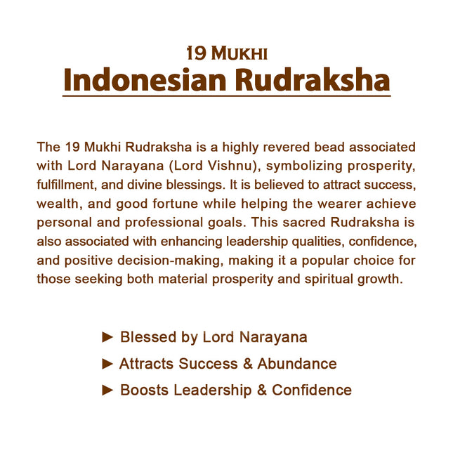 19 Mukhi Rudraksha Bead from Java (Indonesia)