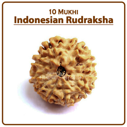 10 Mukhi Rudraksha Bead | Rare Ten-Faced Rudraksha for Spiritual Growth, Wealth & Protection