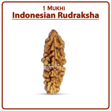 One Mukhi Rudraksha (Indonesia) – Rare Ek/One/1 Mukhi Spiritual Bead for Meditation & Divine Blessings