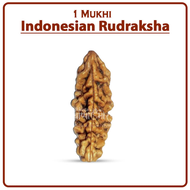 One Mukhi Rudraksha (Indonesia) – Rare Ek/One/1 Mukhi Spiritual Bead for Meditation & Divine Blessings