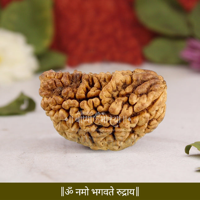 Ek Mukhi Rudraksha Gol Dana Nepal Original  | 1 Mukhi One Face Rudraksha Round Shape | Blessed by Lord Shiva For Puja & Temple Use