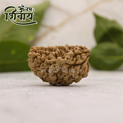 One Mukhi Rudraksha One Face Rudraksha Blessed by Lord Shiva Nepal Brown Bead One Face Rudraksha  एक मुखी रुद्राक्ष ओरिजिनल नेपाल गोल दाना For Puja & Temple Use