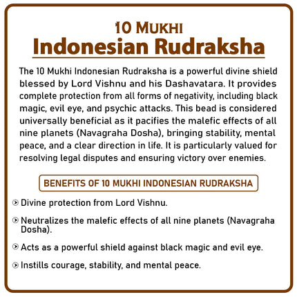 10 Mukhi Rudraksha Bead | Rare Ten-Faced Rudraksha for Spiritual Growth, Wealth & Protection