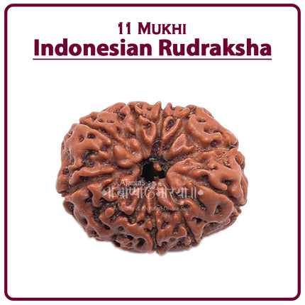 Rare 11 Mukhi  Indonesian Rudraksha Bead Eleven-Faced 11 Mukhi Rudraksha Enhance Strength, Remove Obstacles & Attract Prosperity
