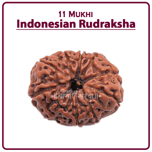 Rare 11 Mukhi  Indonesian Rudraksha Bead Eleven-Faced 11 Mukhi Rudraksha Enhance Strength, Remove Obstacles & Attract Prosperity