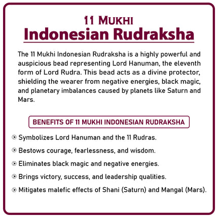 Rare 11 Mukhi  Indonesian Rudraksha Bead Eleven-Faced 11 Mukhi Rudraksha Enhance Strength, Remove Obstacles & Attract Prosperity