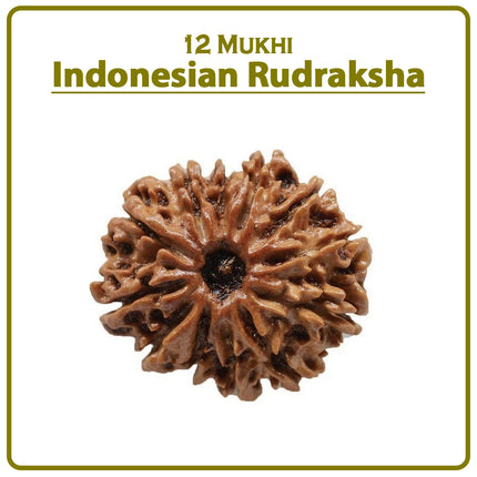 12 Mukhi Rudraksha Bead from Indonesia | Rare Twelve-Faced Rudraksha for Spiritual Growth, Wealth, Health & Protection