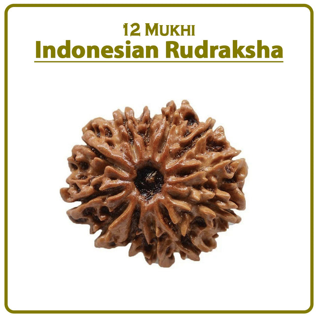 12 Mukhi Rudraksha Bead from Indonesia | Rare Twelve-Faced Rudraksha for Spiritual Growth, Wealth, Health & Protection