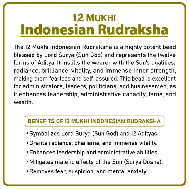 12 Mukhi Rudraksha Bead from Indonesia | Rare Twelve-Faced Rudraksha for Spiritual Growth, Wealth, Health & Protection
