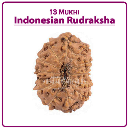 13 Mukhi Rudraksha Bead from Indonesia | Rare Thirteen-Faced Rudraksha for Spiritual Growth, Wisdom, Wealth & Protection
