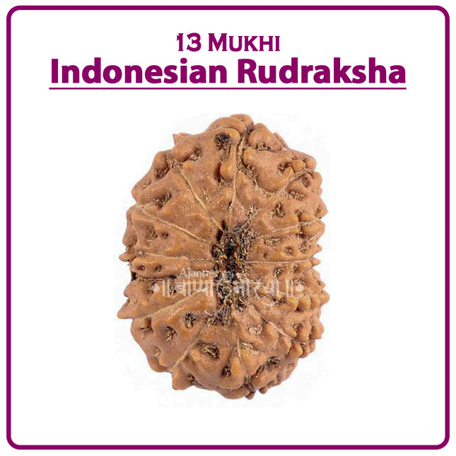 13 Mukhi Rudraksha Bead from Indonesia | Rare Thirteen-Faced Rudraksha for Spiritual Growth, Wisdom, Wealth & Protection