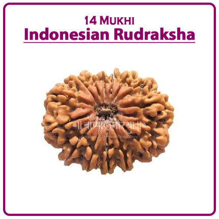 14 Mukhi Rudraksha Bead from Indonesia | Rare Fourteen-Faced Rudraksha for Protection, Intuition, Courage & Spiritual Awakening