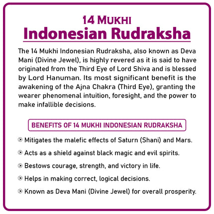 14 Mukhi Rudraksha Bead from Indonesia | Rare Fourteen-Faced Rudraksha for Protection, Intuition, Courage & Spiritual Awakening