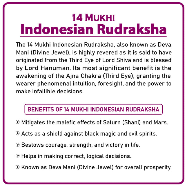 14 Mukhi Rudraksha Bead from Indonesia | Rare Fourteen-Faced Rudraksha for Protection, Intuition, Courage & Spiritual Awakening