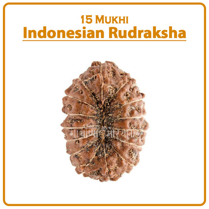 15 Mukhi Rudraksha Bead from Indonesia | Powerful Fifteen-Faced Rudraksha for Emotional Healing, Love & Spiritual Growth | Original Java Bead Blessed by Lord Pashupatinath