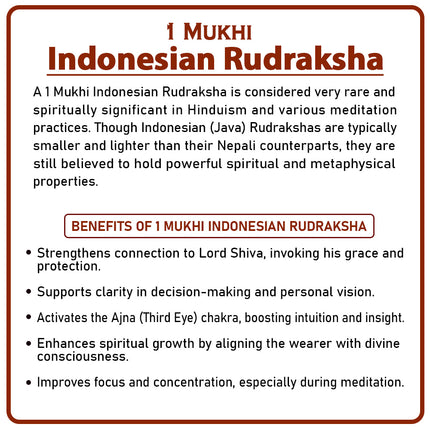 One Mukhi Rudraksha (Indonesia) – Rare Ek/One/1 Mukhi Spiritual Bead for Meditation & Divine Blessings