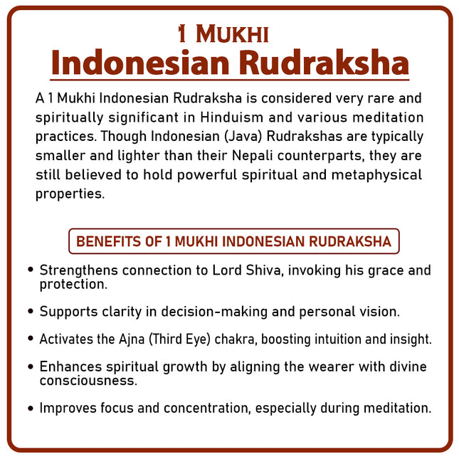 One Mukhi Rudraksha (Indonesia) – Rare Ek/One/1 Mukhi Spiritual Bead for Meditation & Divine Blessings