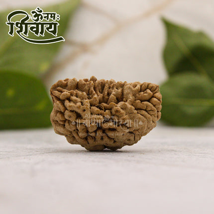 One Mukhi Rudraksha One Face Rudraksha Blessed by Lord Shiva Nepal Brown Bead One Face Rudraksha  एक मुखी रुद्राक्ष ओरिजिनल नेपाल गोल दाना For Puja & Temple Use