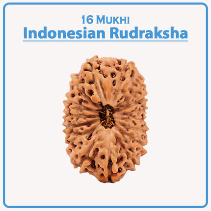 16 Mukhi Rudraksha Bead from Indonesia | Original Sixteen-Faced Java Rudraksha for Protection, Victory & Divine Grace | Blessed by Lord Mahamrityunjaya Shiva