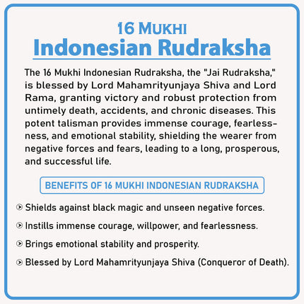 16 Mukhi Rudraksha Bead from Indonesia | Original Sixteen-Faced Java Rudraksha for Protection, Victory & Divine Grace | Blessed by Lord Mahamrityunjaya Shiva