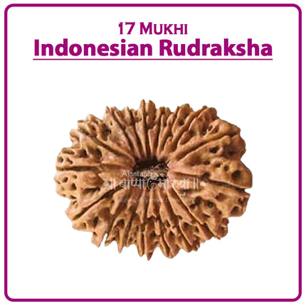 17 Mukhi Rudraksha Bead from Indonesia | Rare Seventeen-Faced Rudraksha for Wealth, Success & Spiritual Growth
