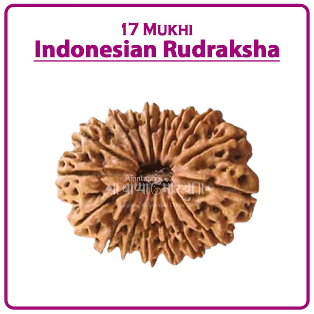 17 Mukhi Rudraksha Bead from Indonesia | Rare Seventeen-Faced Rudraksha for Wealth, Success & Spiritual Growth