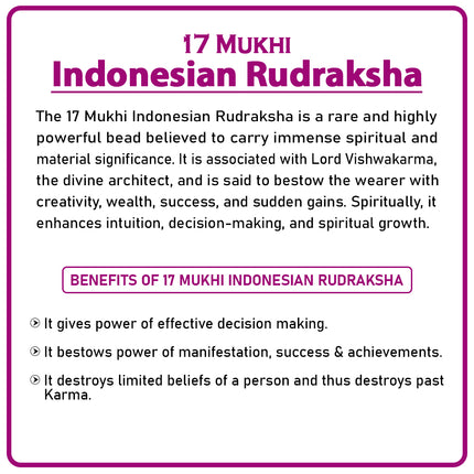 17 Mukhi Rudraksha Bead from Indonesia | Rare Seventeen-Faced Rudraksha for Wealth, Success & Spiritual Growth