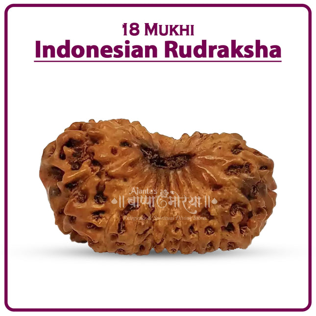 18 Mukhi Rudraksha Bead from Indonesia | Rare Eighteen-Faced Rudraksha of Goddess Bhumi Devi for Wealth, Stability & Prosperity