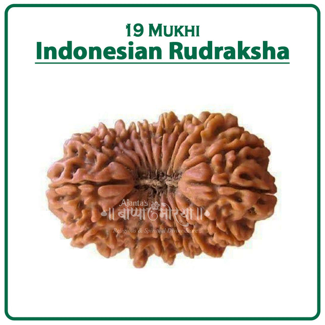 19 Mukhi Rudraksha Bead from Java (Indonesia) | Rare Bead of Lord Narayan for Wealth, Fulfillment & Protection