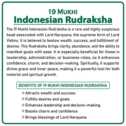 19 Mukhi Rudraksha Bead from Java (Indonesia) | Rare Bead of Lord Narayan for Wealth, Fulfillment & Protection
